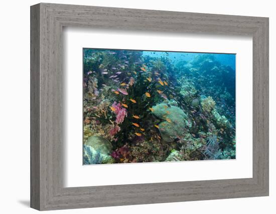 Coral Reef Diversity, Fiji-Pete Oxford-Framed Photographic Print