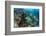 Coral Reef Diversity, Fiji-Pete Oxford-Framed Photographic Print