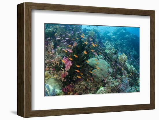 Coral Reef Diversity, Fiji-Pete Oxford-Framed Photographic Print