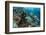 Coral Reef Diversity, Fiji-Pete Oxford-Framed Photographic Print