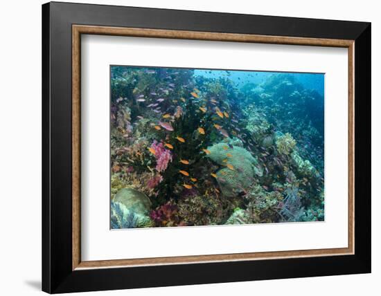 Coral Reef Diversity, Fiji-Pete Oxford-Framed Photographic Print