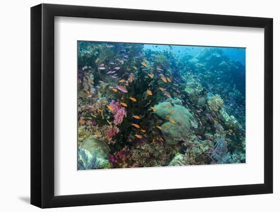 Coral Reef Diversity, Fiji-Pete Oxford-Framed Photographic Print