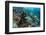 Coral Reef Diversity, Fiji-Pete Oxford-Framed Photographic Print