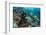 Coral Reef Diversity, Fiji-Pete Oxford-Framed Photographic Print