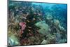 Coral Reef Diversity, Fiji-Pete Oxford-Mounted Photographic Print