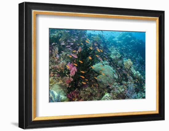 Coral Reef Diversity, Fiji-Pete Oxford-Framed Photographic Print