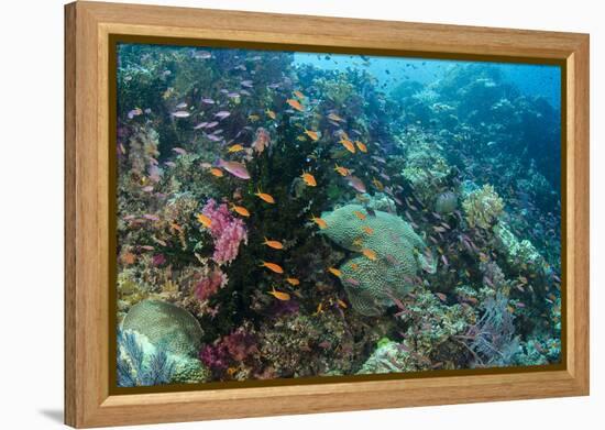 Coral Reef Diversity, Fiji-Pete Oxford-Framed Premier Image Canvas