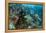 Coral Reef Diversity, Fiji-Pete Oxford-Framed Premier Image Canvas