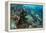 Coral Reef Diversity, Fiji-Pete Oxford-Framed Premier Image Canvas