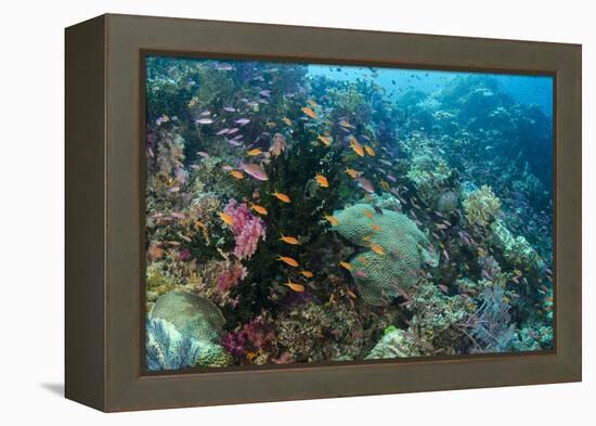 Coral Reef Diversity, Fiji-Pete Oxford-Framed Premier Image Canvas