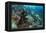 Coral Reef Diversity, Fiji-Pete Oxford-Framed Premier Image Canvas