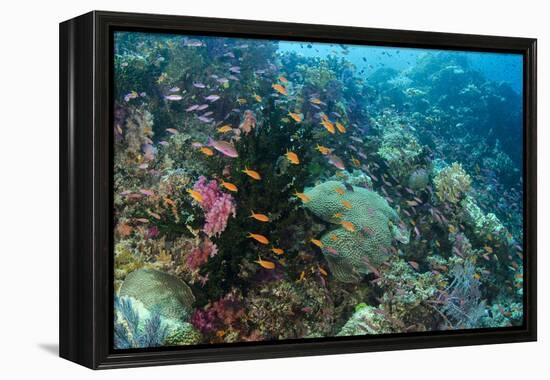 Coral Reef Diversity, Fiji-Pete Oxford-Framed Premier Image Canvas