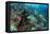 Coral Reef Diversity, Fiji-Pete Oxford-Framed Premier Image Canvas