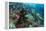 Coral Reef Diversity, Fiji-Pete Oxford-Framed Premier Image Canvas