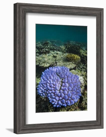 Coral Reef Diversity, Fiji-Pete Oxford-Framed Photographic Print