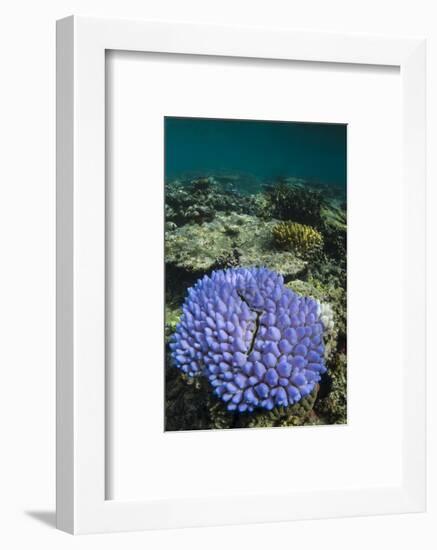 Coral Reef Diversity, Fiji-Pete Oxford-Framed Photographic Print