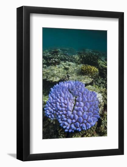 Coral Reef Diversity, Fiji-Pete Oxford-Framed Photographic Print