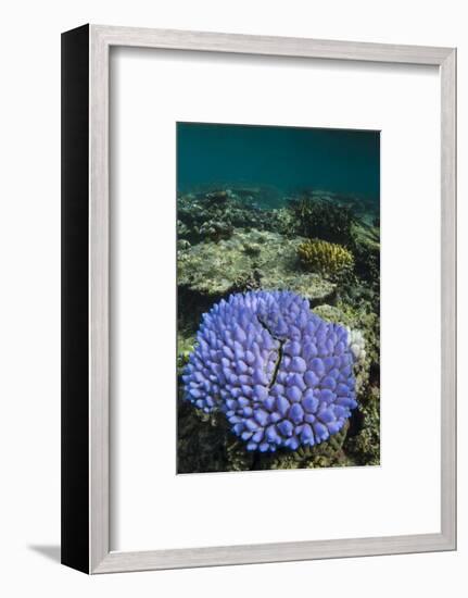 Coral Reef Diversity, Fiji-Pete Oxford-Framed Photographic Print