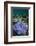 Coral Reef Diversity, Fiji-Pete Oxford-Framed Photographic Print