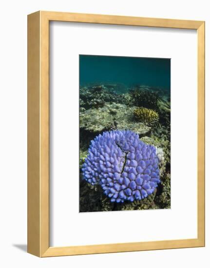 Coral Reef Diversity, Fiji-Pete Oxford-Framed Photographic Print