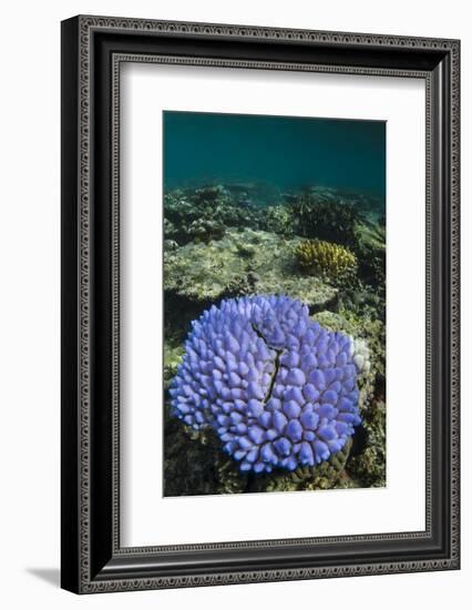 Coral Reef Diversity, Fiji-Pete Oxford-Framed Photographic Print