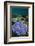 Coral Reef Diversity, Fiji-Pete Oxford-Framed Photographic Print