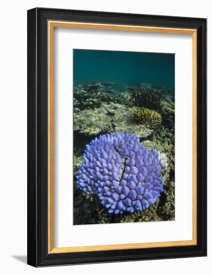 Coral Reef Diversity, Fiji-Pete Oxford-Framed Photographic Print