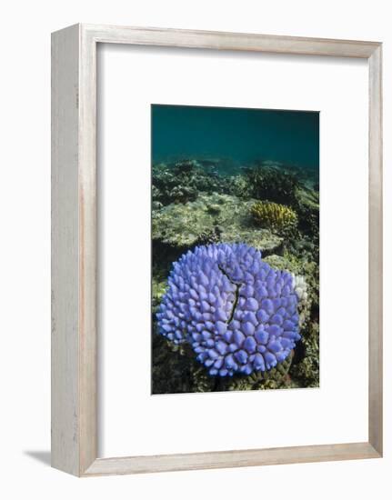 Coral Reef Diversity, Fiji-Pete Oxford-Framed Photographic Print