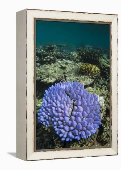 Coral Reef Diversity, Fiji-Pete Oxford-Framed Premier Image Canvas