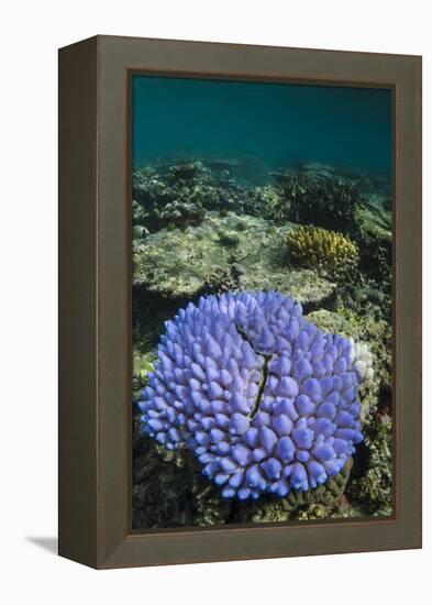 Coral Reef Diversity, Fiji-Pete Oxford-Framed Premier Image Canvas