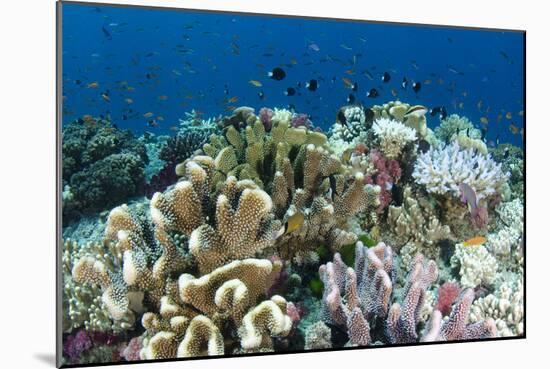 Coral Reef Diversity, Fiji-Pete Oxford-Mounted Photographic Print