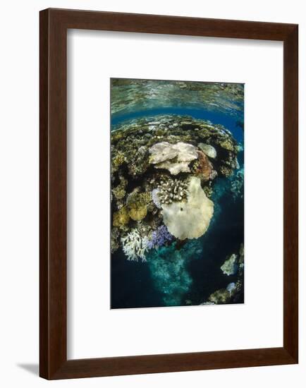 Coral Reef Diversity, Fiji-Pete Oxford-Framed Premium Photographic Print