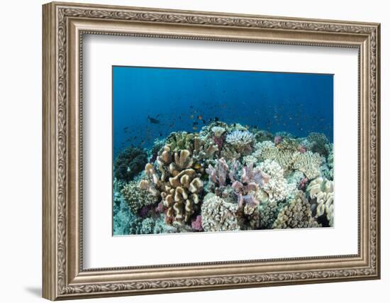 Coral Reef Diversity, Fiji-Pete Oxford-Framed Photographic Print