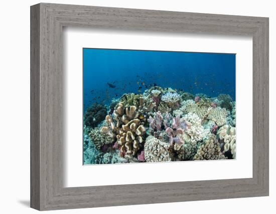 Coral Reef Diversity, Fiji-Pete Oxford-Framed Photographic Print