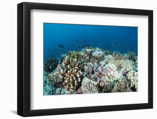 Coral Reef Diversity, Fiji-Pete Oxford-Framed Photographic Print