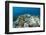 Coral Reef Diversity, Fiji-Pete Oxford-Framed Photographic Print