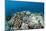 Coral Reef Diversity, Fiji-Pete Oxford-Mounted Photographic Print