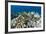 Coral Reef Diversity, Fiji-Pete Oxford-Framed Photographic Print