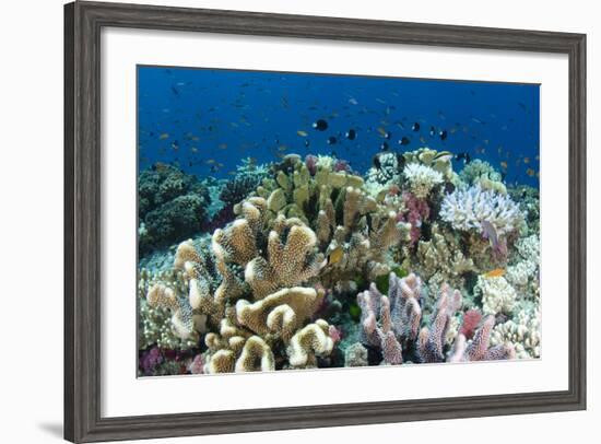 Coral Reef Diversity, Fiji-Pete Oxford-Framed Photographic Print