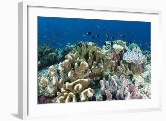 Coral Reef Diversity, Fiji-Pete Oxford-Framed Photographic Print