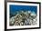 Coral Reef Diversity, Fiji-Pete Oxford-Framed Photographic Print