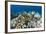 Coral Reef Diversity, Fiji-Pete Oxford-Framed Photographic Print