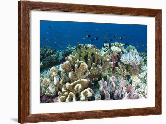 Coral Reef Diversity, Fiji-Pete Oxford-Framed Photographic Print