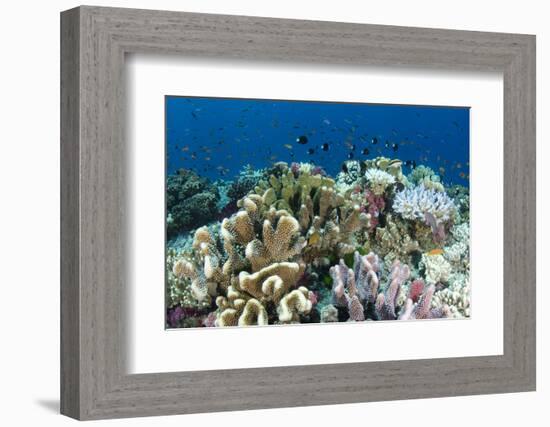 Coral Reef Diversity, Fiji-Pete Oxford-Framed Photographic Print