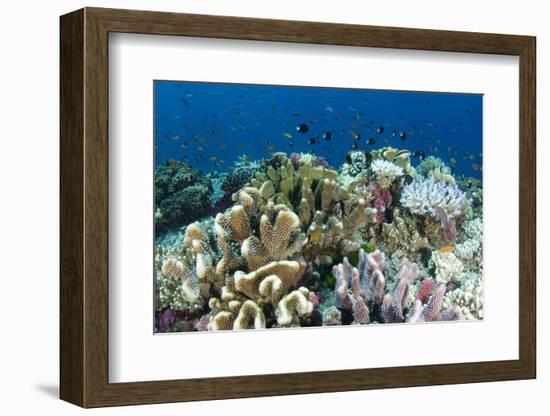 Coral Reef Diversity, Fiji-Pete Oxford-Framed Photographic Print