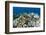 Coral Reef Diversity, Fiji-Pete Oxford-Framed Photographic Print