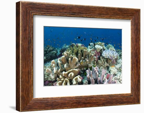 Coral Reef Diversity, Fiji-Pete Oxford-Framed Photographic Print