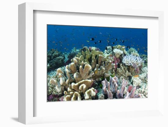 Coral Reef Diversity, Fiji-Pete Oxford-Framed Photographic Print