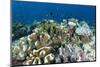 Coral Reef Diversity, Fiji-Pete Oxford-Mounted Photographic Print