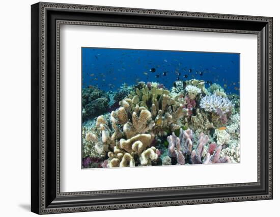 Coral Reef Diversity, Fiji-Pete Oxford-Framed Photographic Print